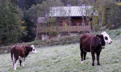 Cows grazing next to the chalet